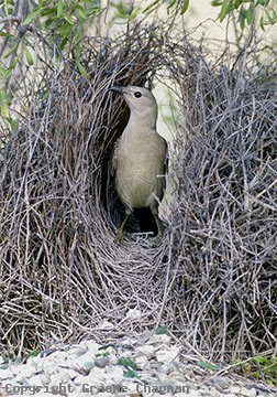 Great Bowerbird - Click to go back 