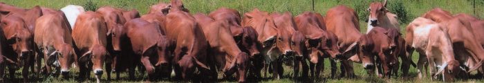 Strathburn Cattle