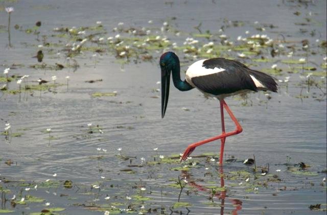 Black-necked Stork (Jabiru) - Click to go back 