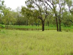 One of hundreds of semi-permanent swamps - Click for enlargement